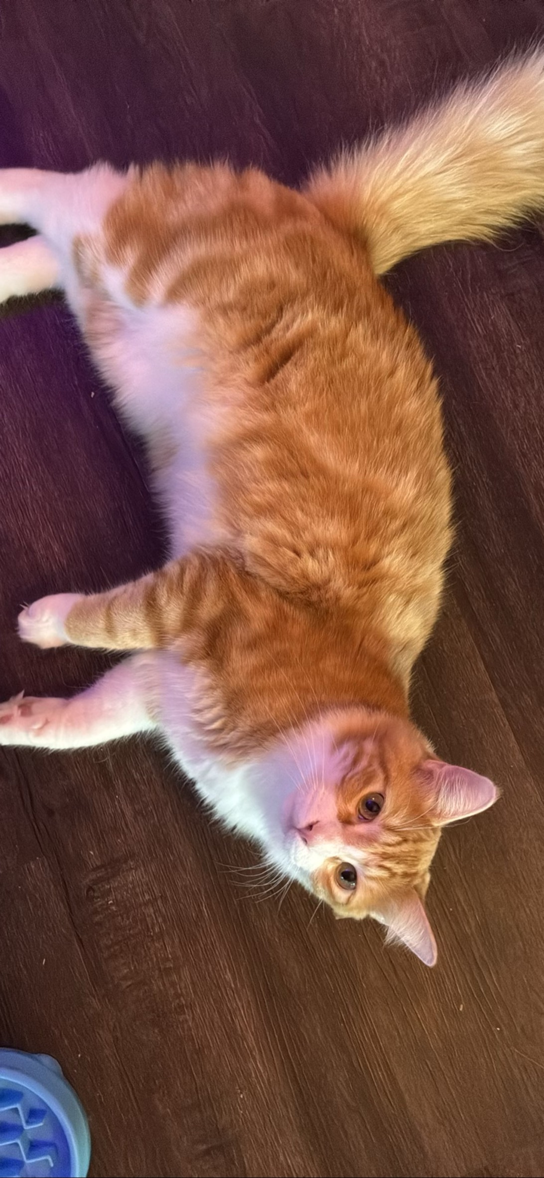 Dennis, a cat found on Chonk Finder