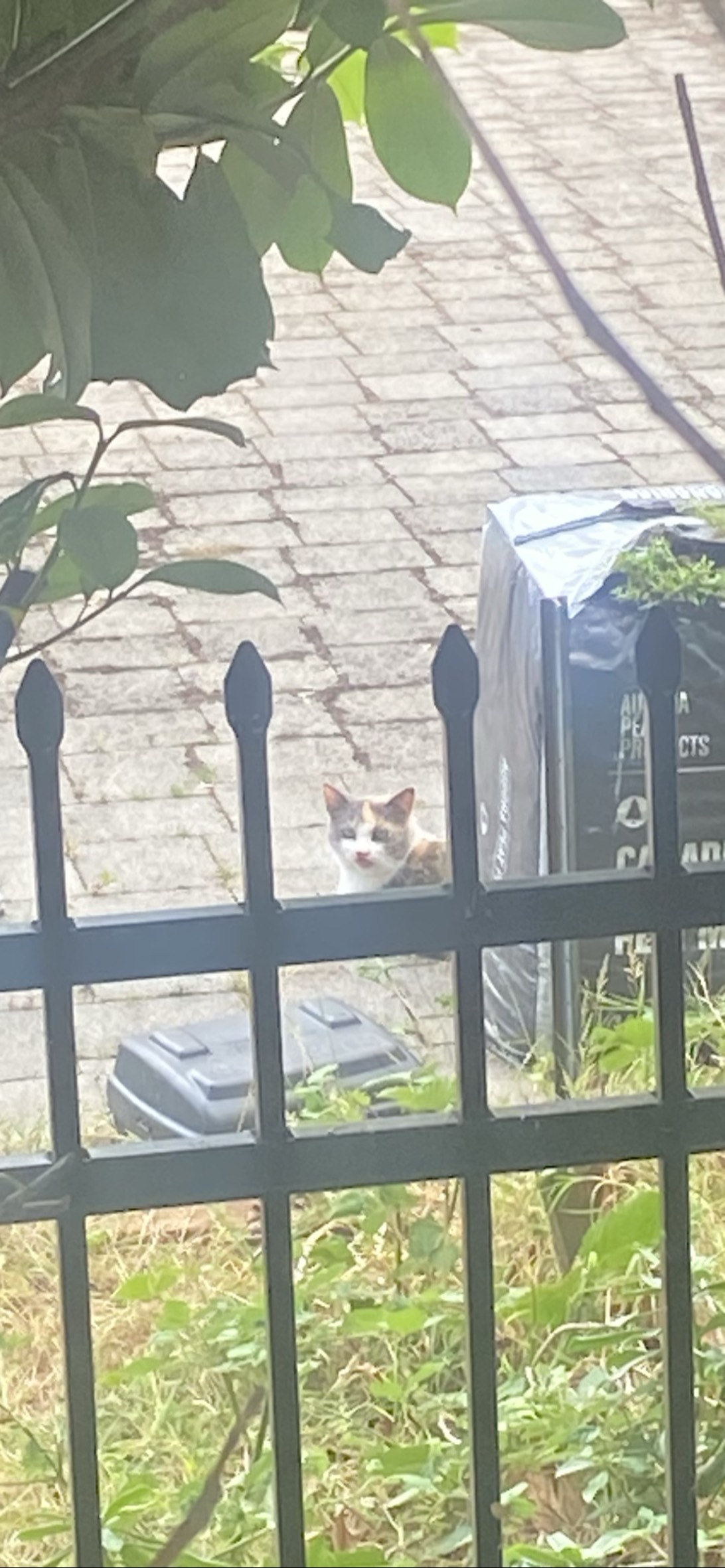 Puddle, a cat found on Chonk Finder