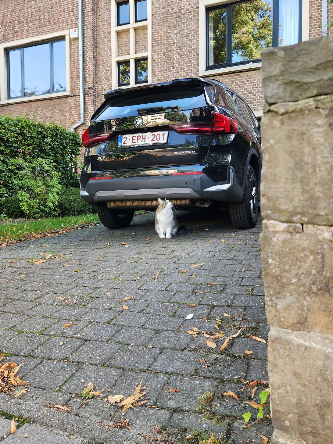 Inspector, a cat found on Chonk Finder