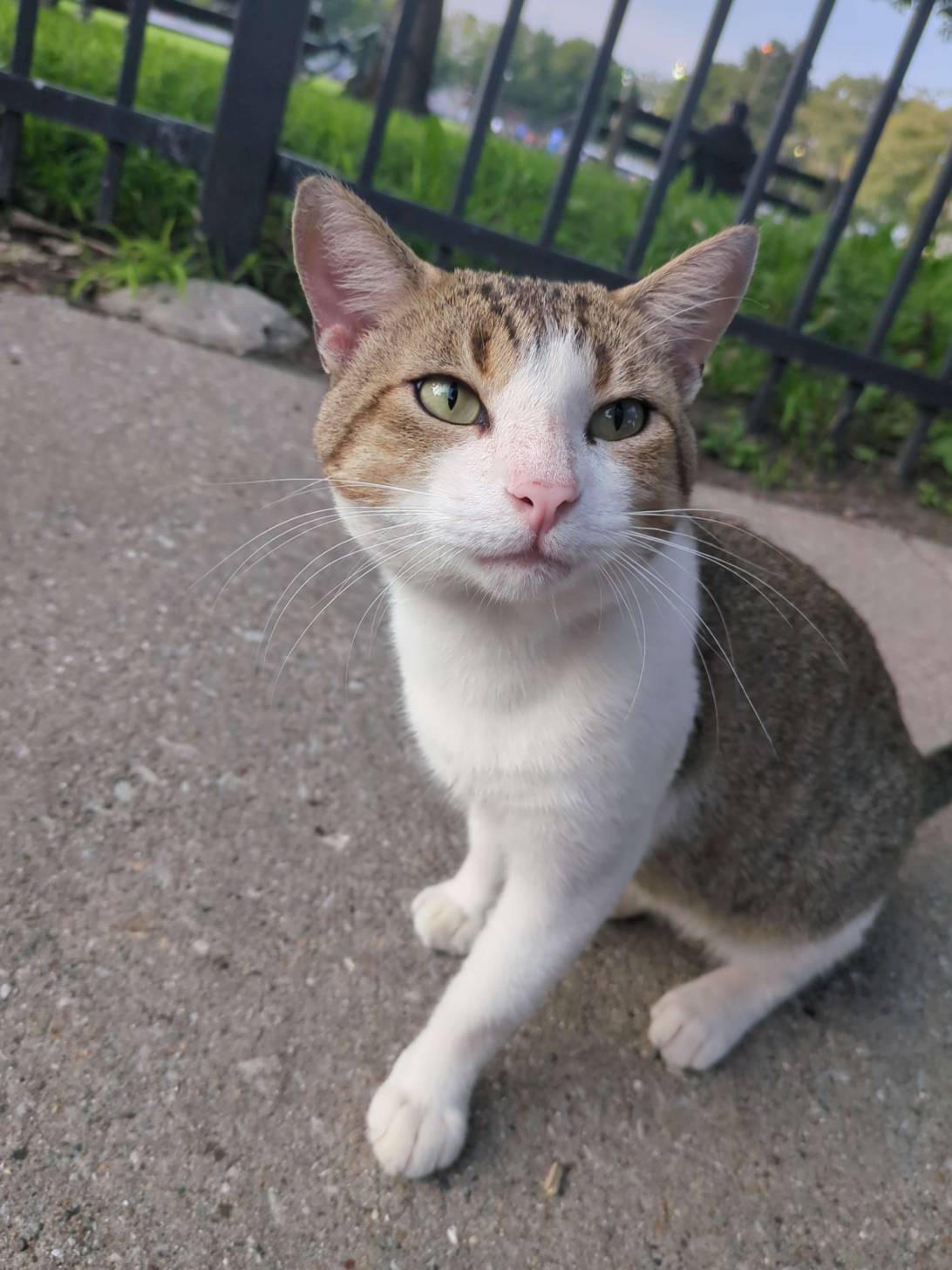 Chicken Ring, a cat found on Chonk Finder