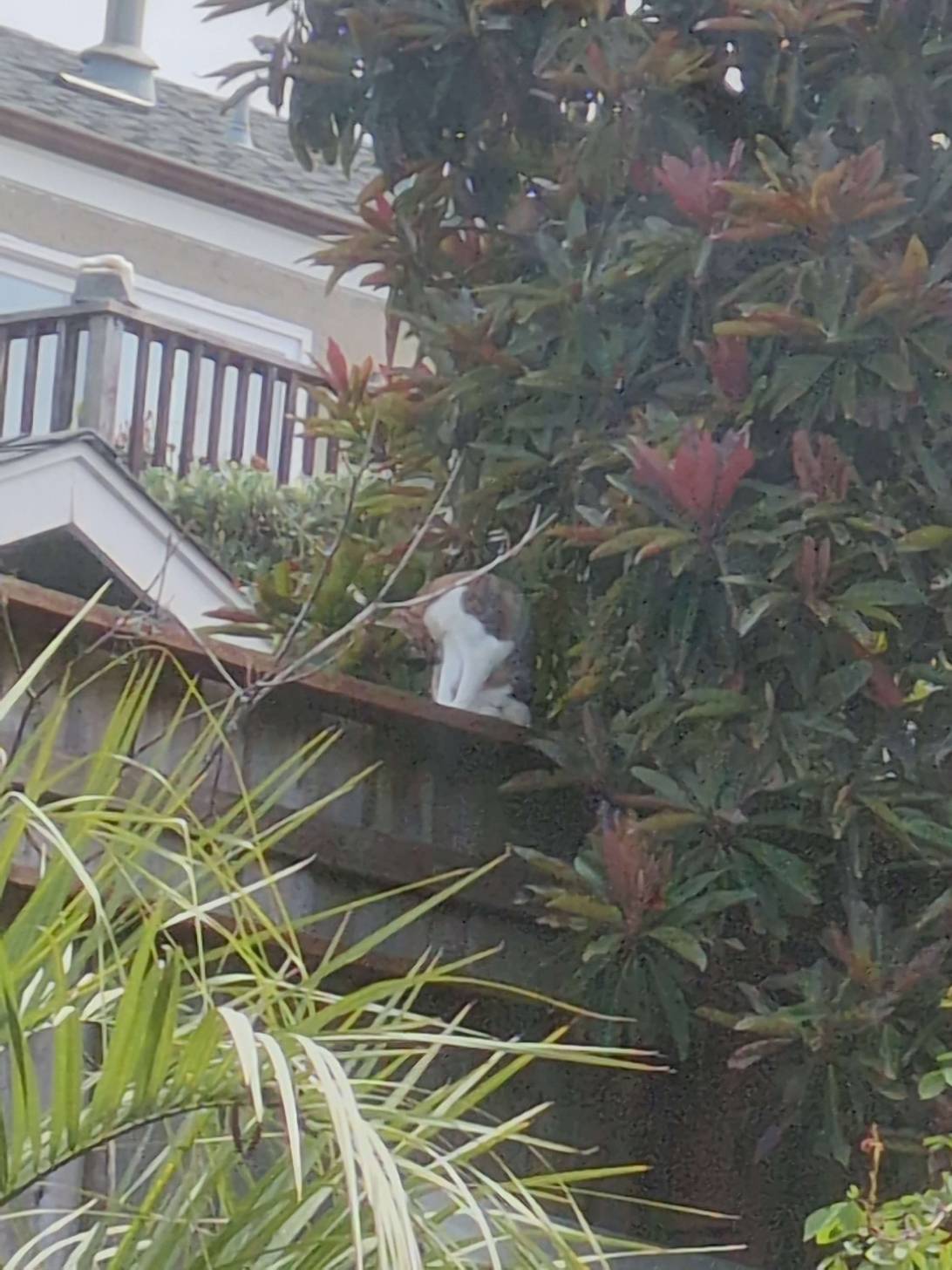 Fern, a cat found on Chonk Finder
