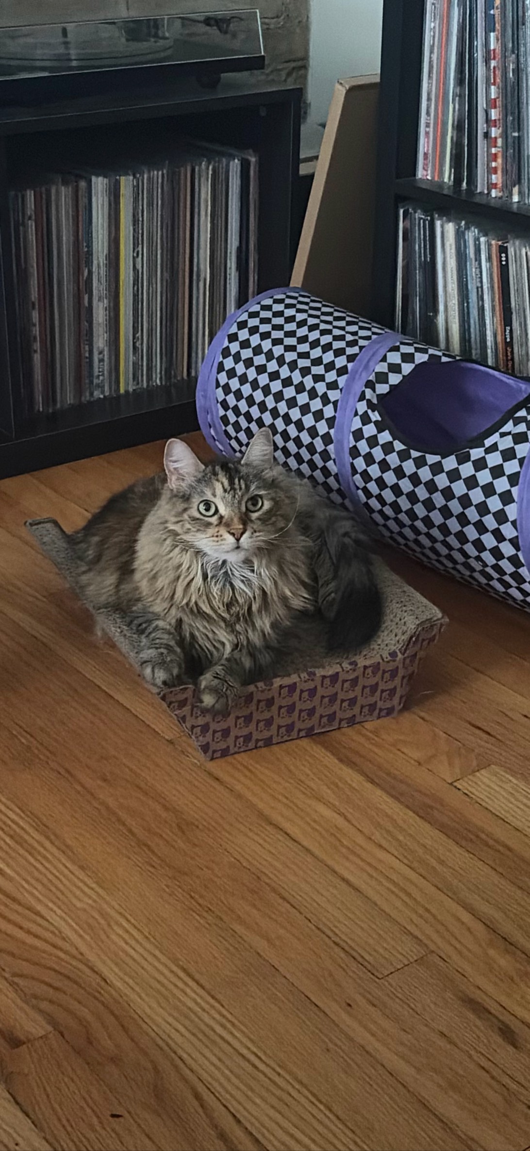 Monza, a cat found on Chonk Finder