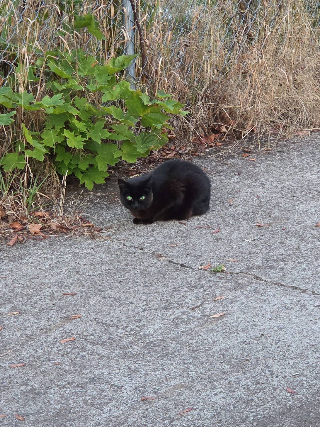 Hex, a cat found on Chonk Finder