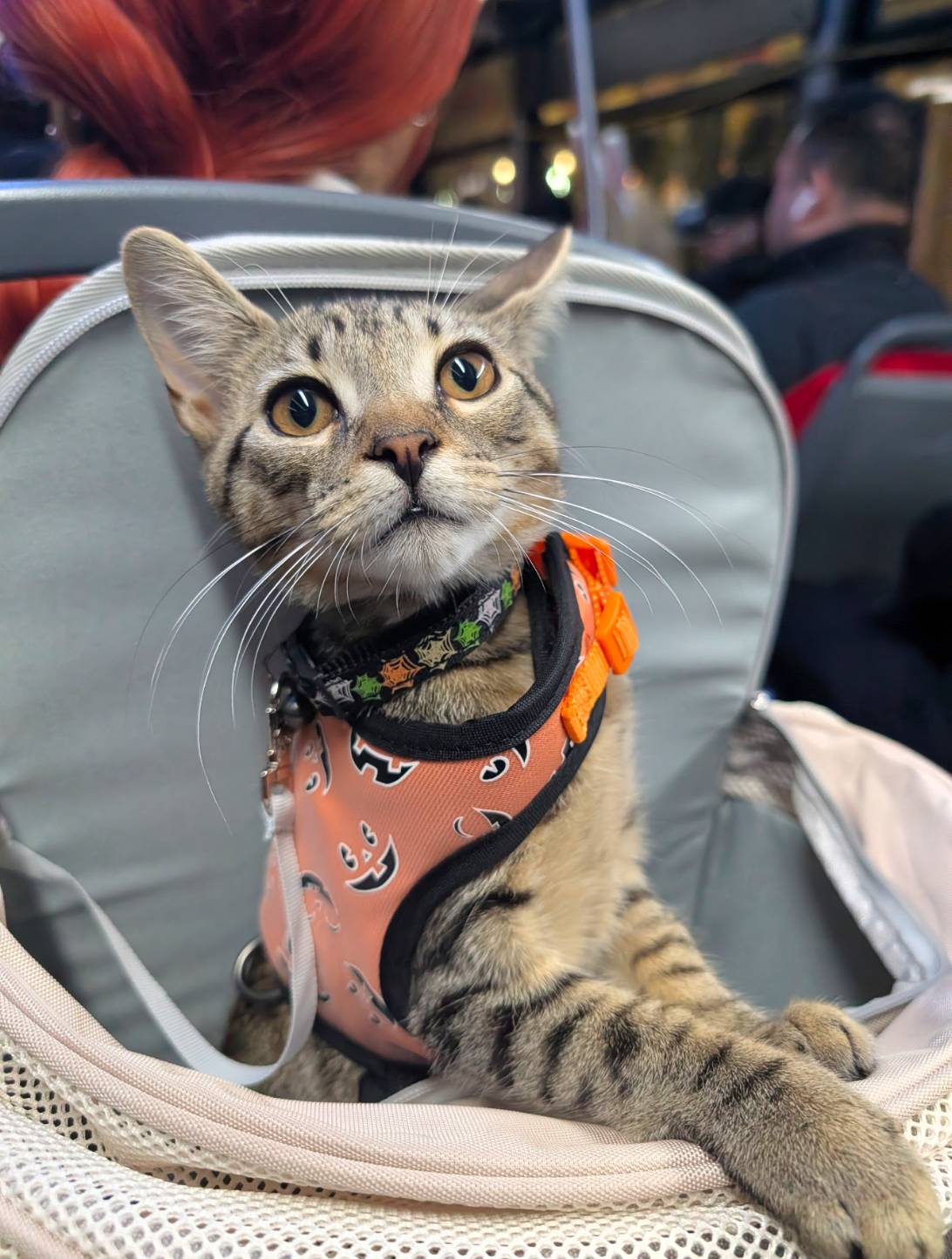 Gus, a cat found on Chonk Finder