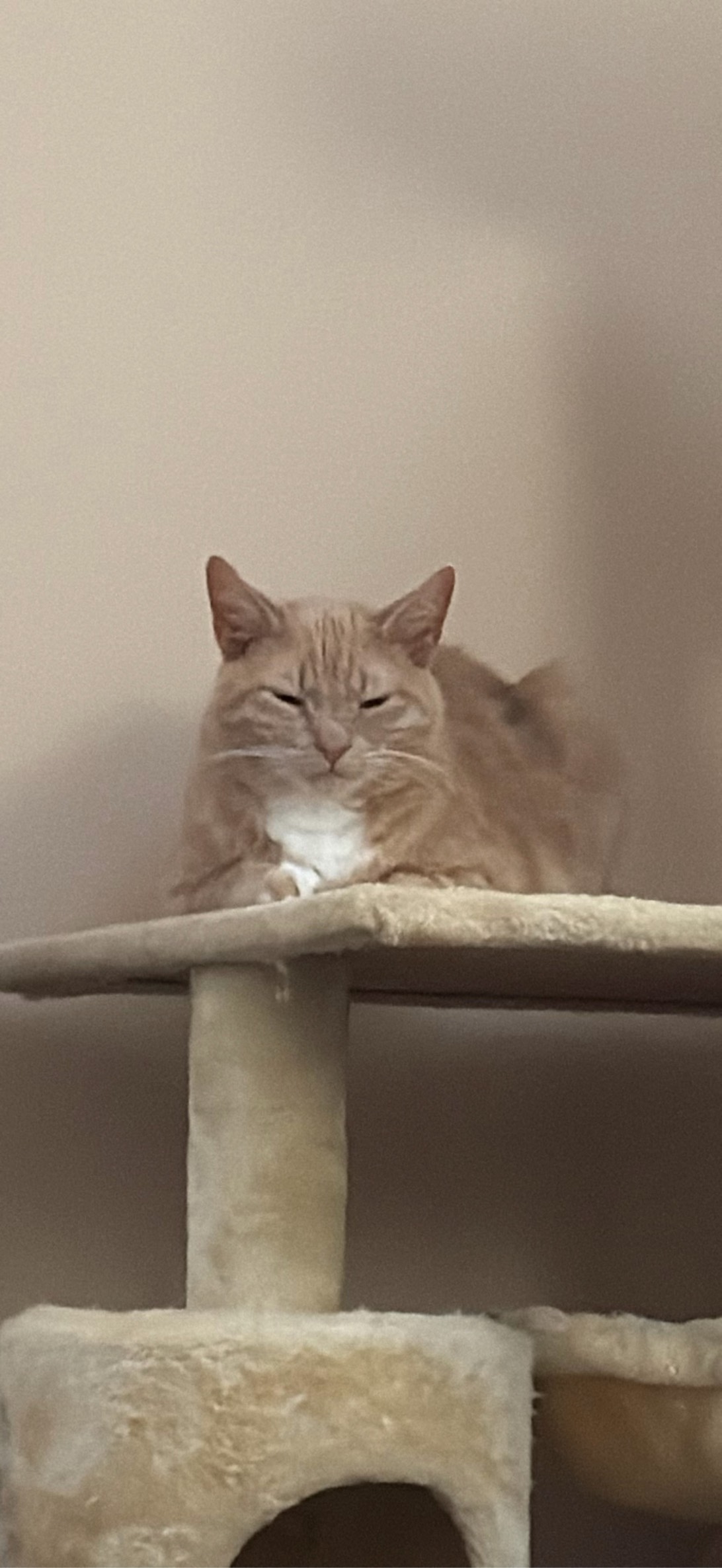 Roni, a cat found on Chonk Finder
