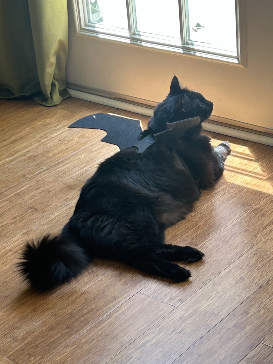 Boomer, a cat found on Chonk Finder
