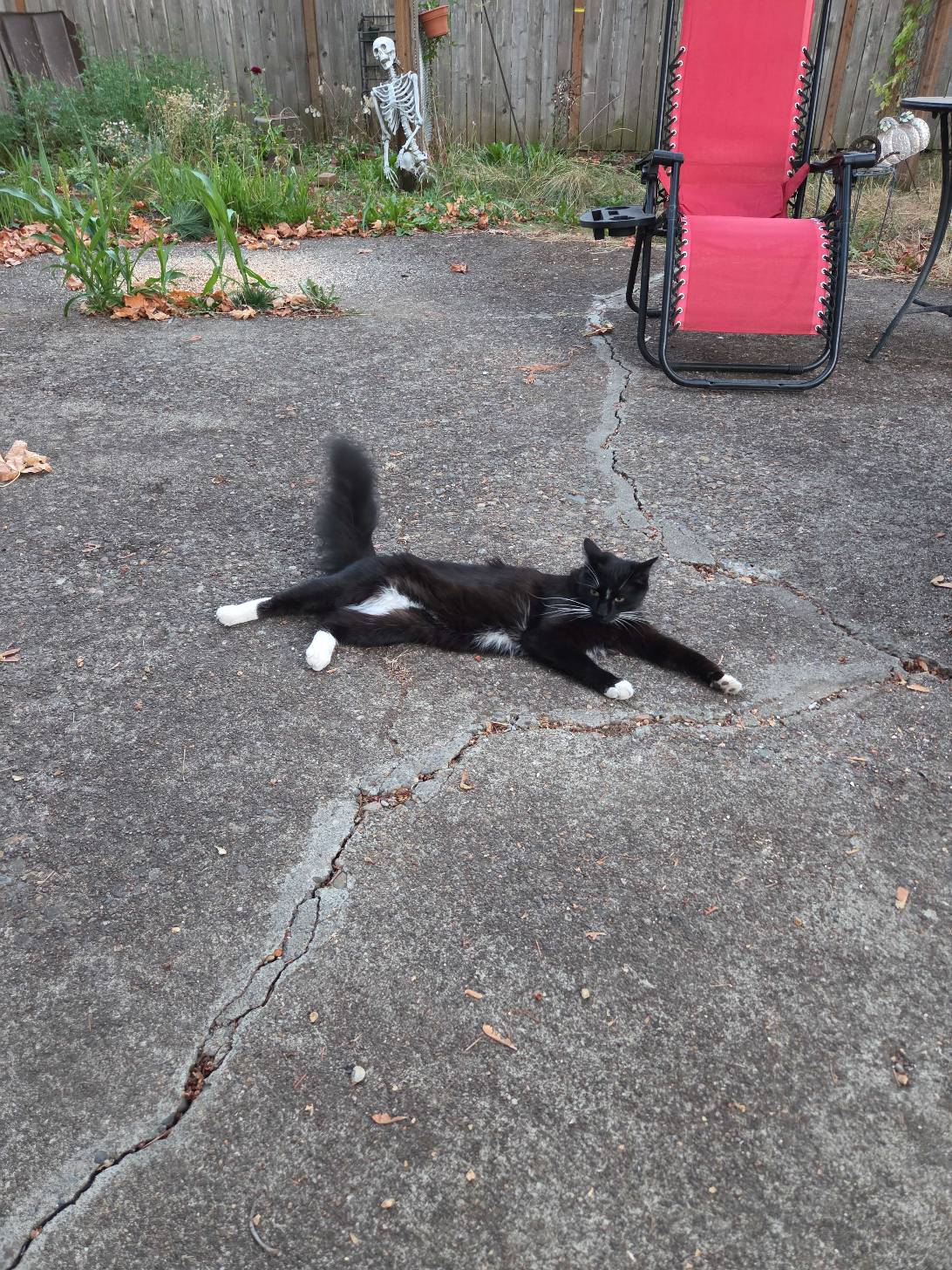 Reginald, a cat found on Chonk Finder