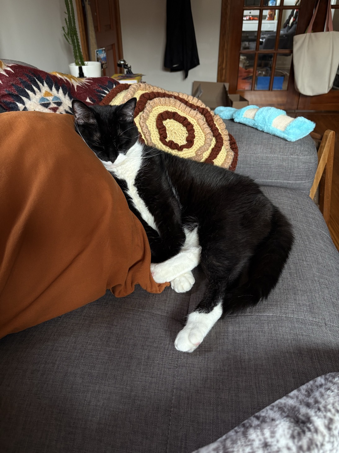 Pepe, a cat found on Chonk Finder