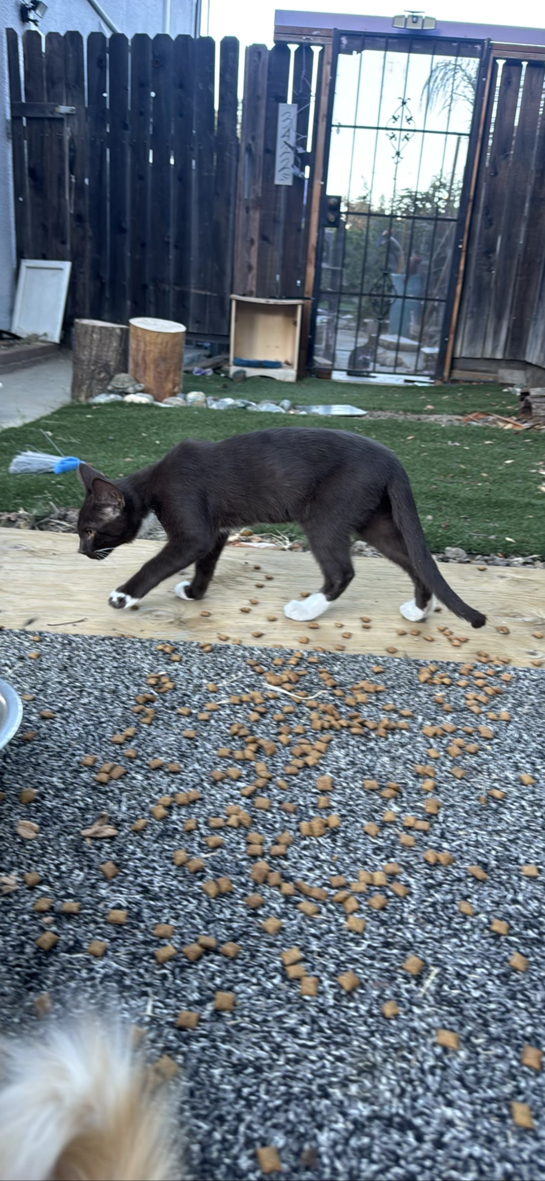 RIP-Orange mama family, a cat found on Chonk Finder
