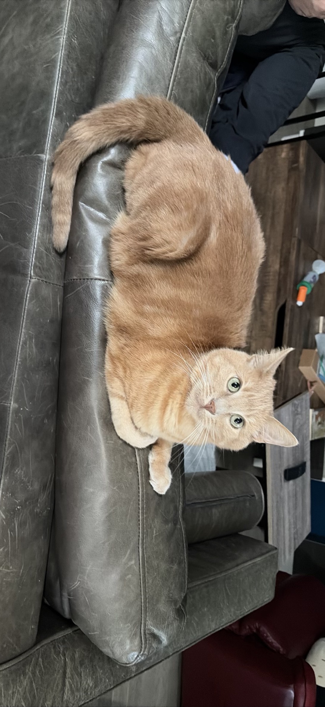 Gnocchi, a cat found on Chonk Finder