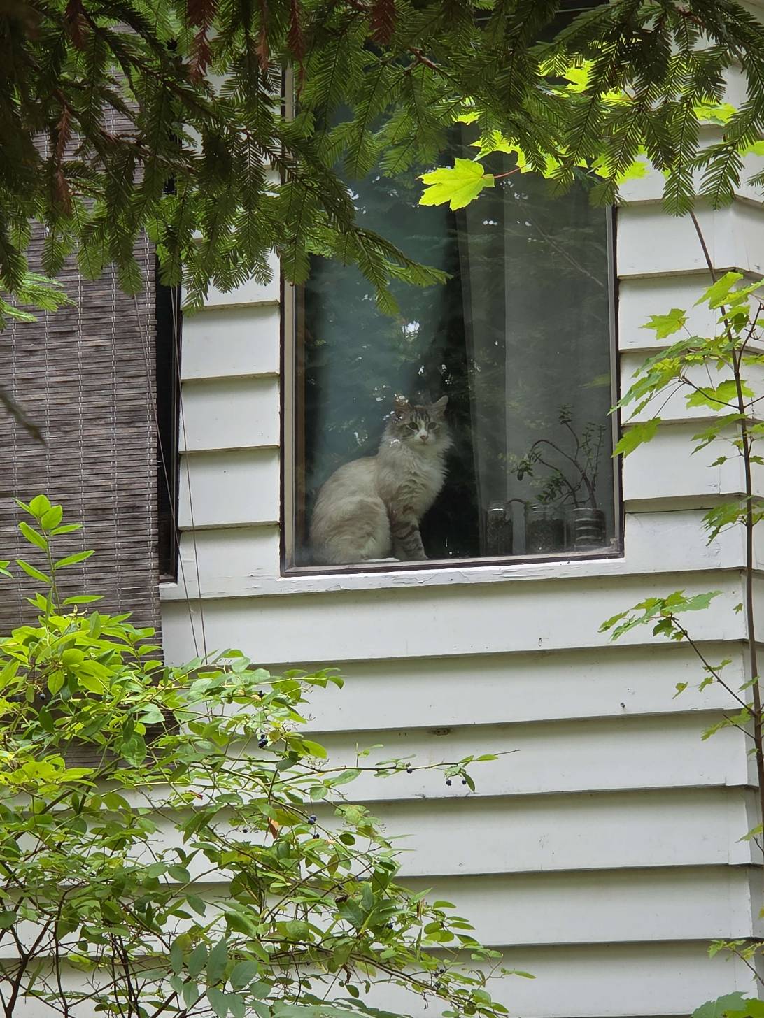 Winter, a cat found on Chonk Finder