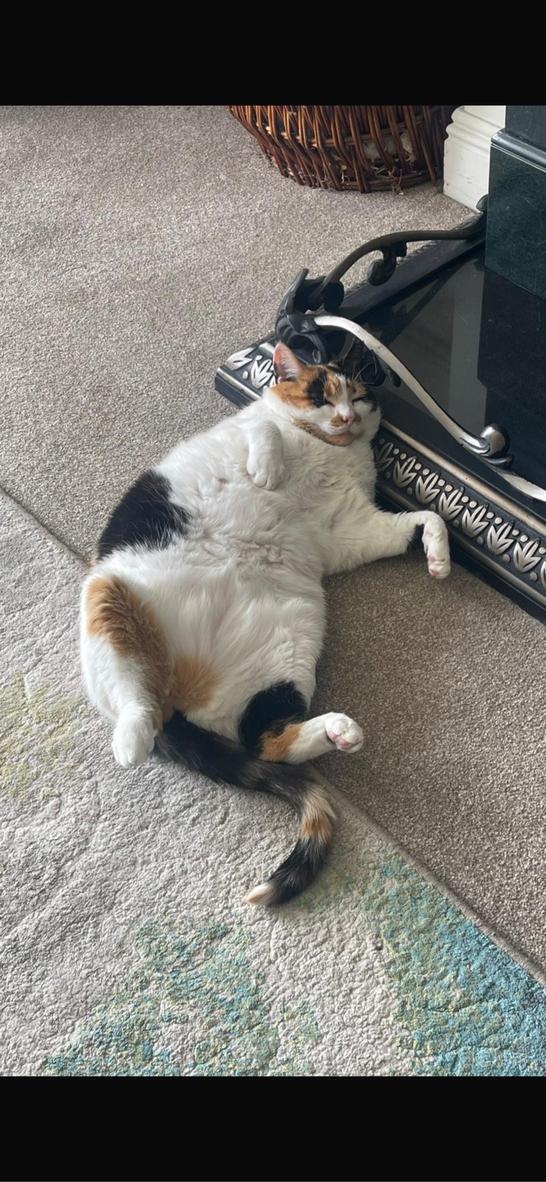 Tiger, a cat found on Chonk Finder