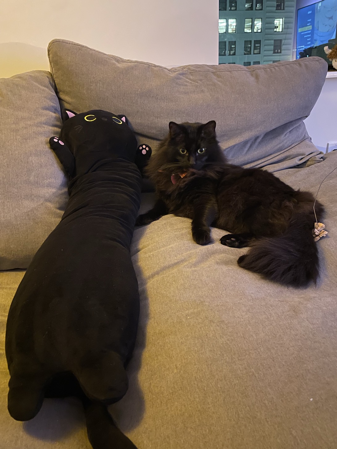 Bean, a cat found on Chonk Finder