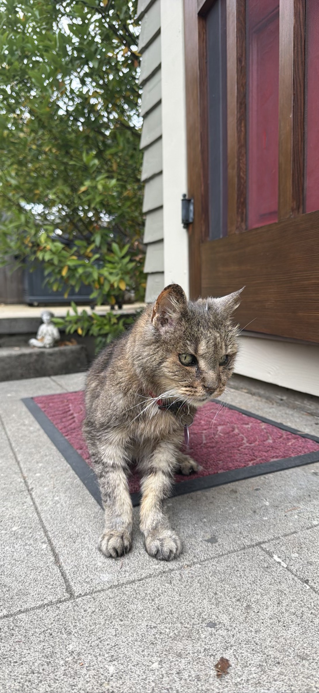 Murphy, a cat found on Chonk Finder