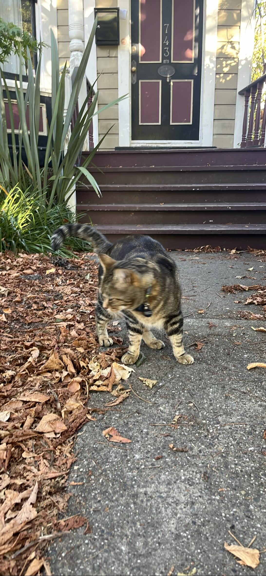 Cashew, a cat found on Chonk Finder