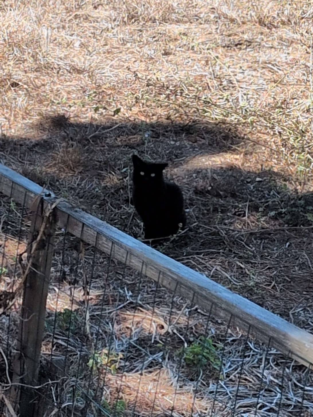 Jasper, a cat found on Chonk Finder