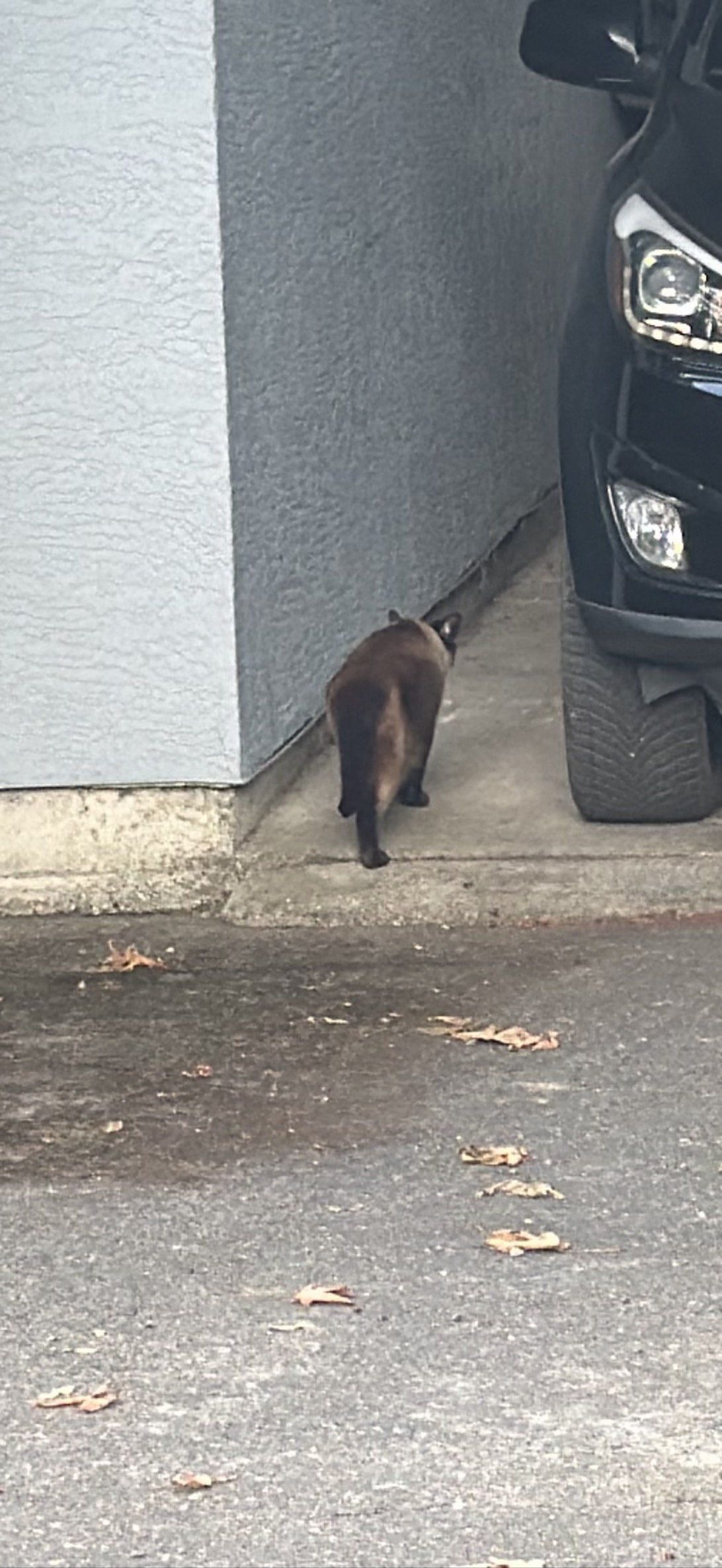 Hector, a cat found on Chonk Finder