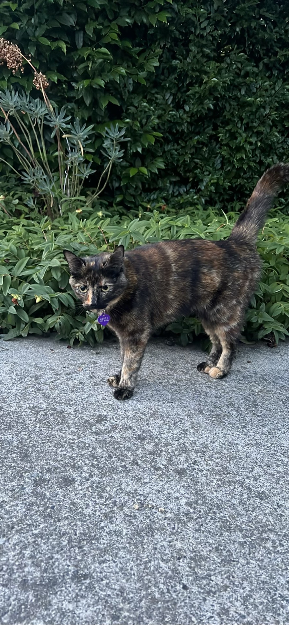 Merry, a cat found on Chonk Finder