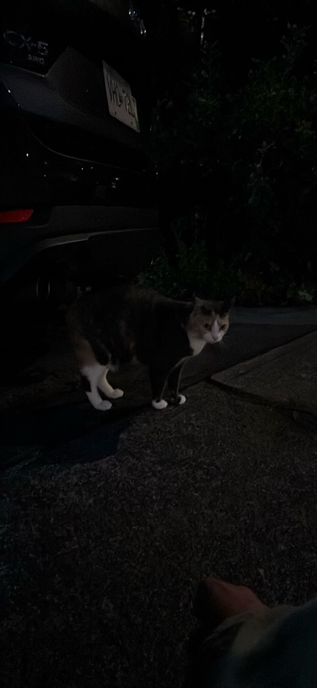 Creamsicle, a cat found on Chonk Finder