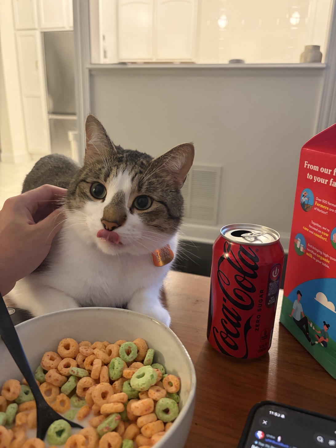 Hoffa, a cat found on Chonk Finder