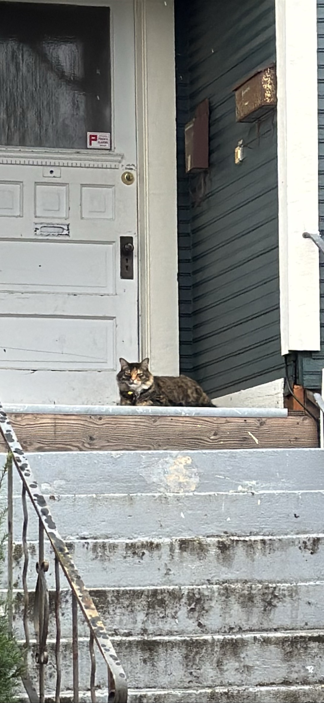 Old marble, a cat found on Chonk Finder