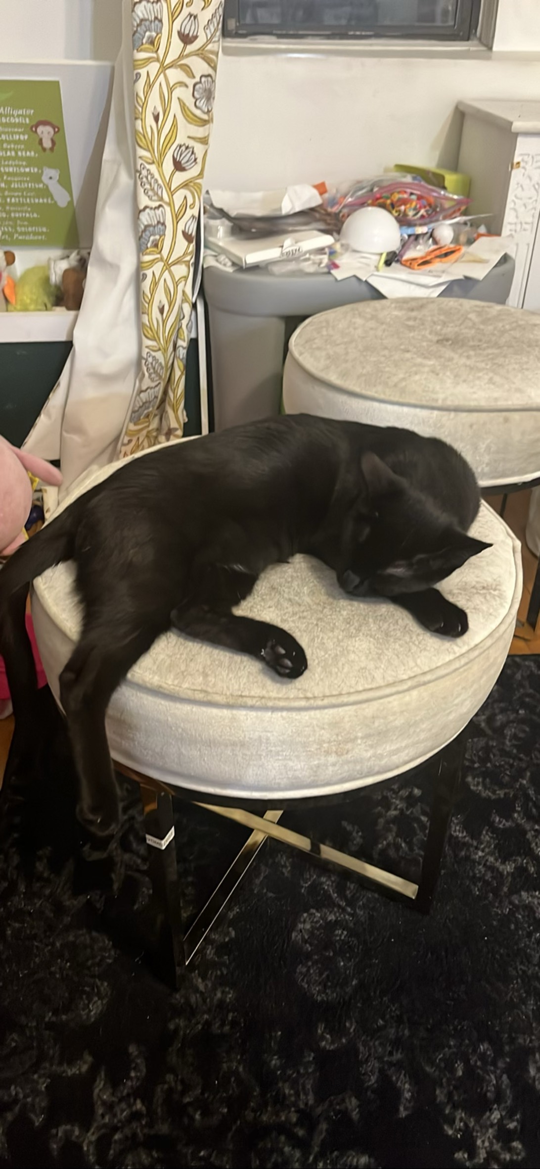 Mortimer, a cat found on Chonk Finder