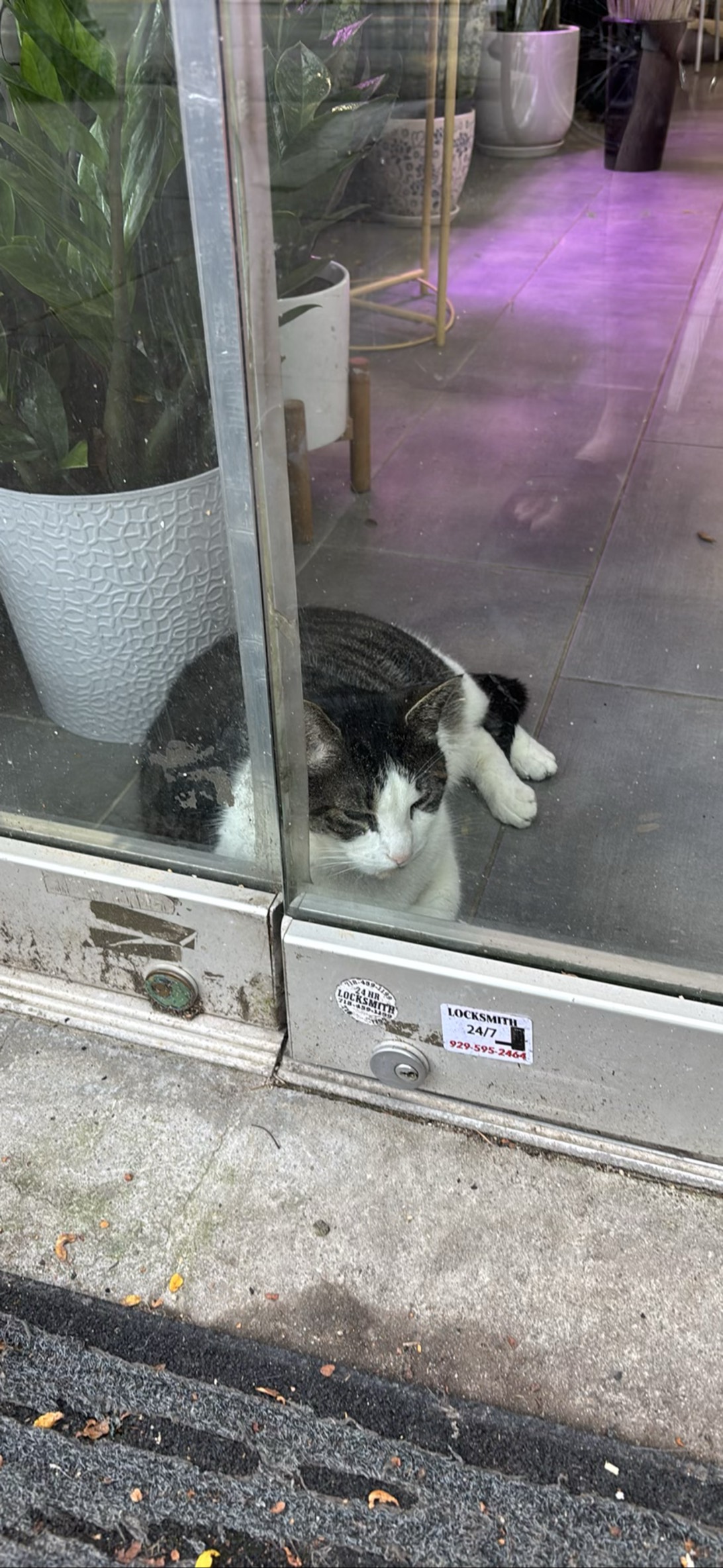 Cookie, a cat found on Chonk Finder