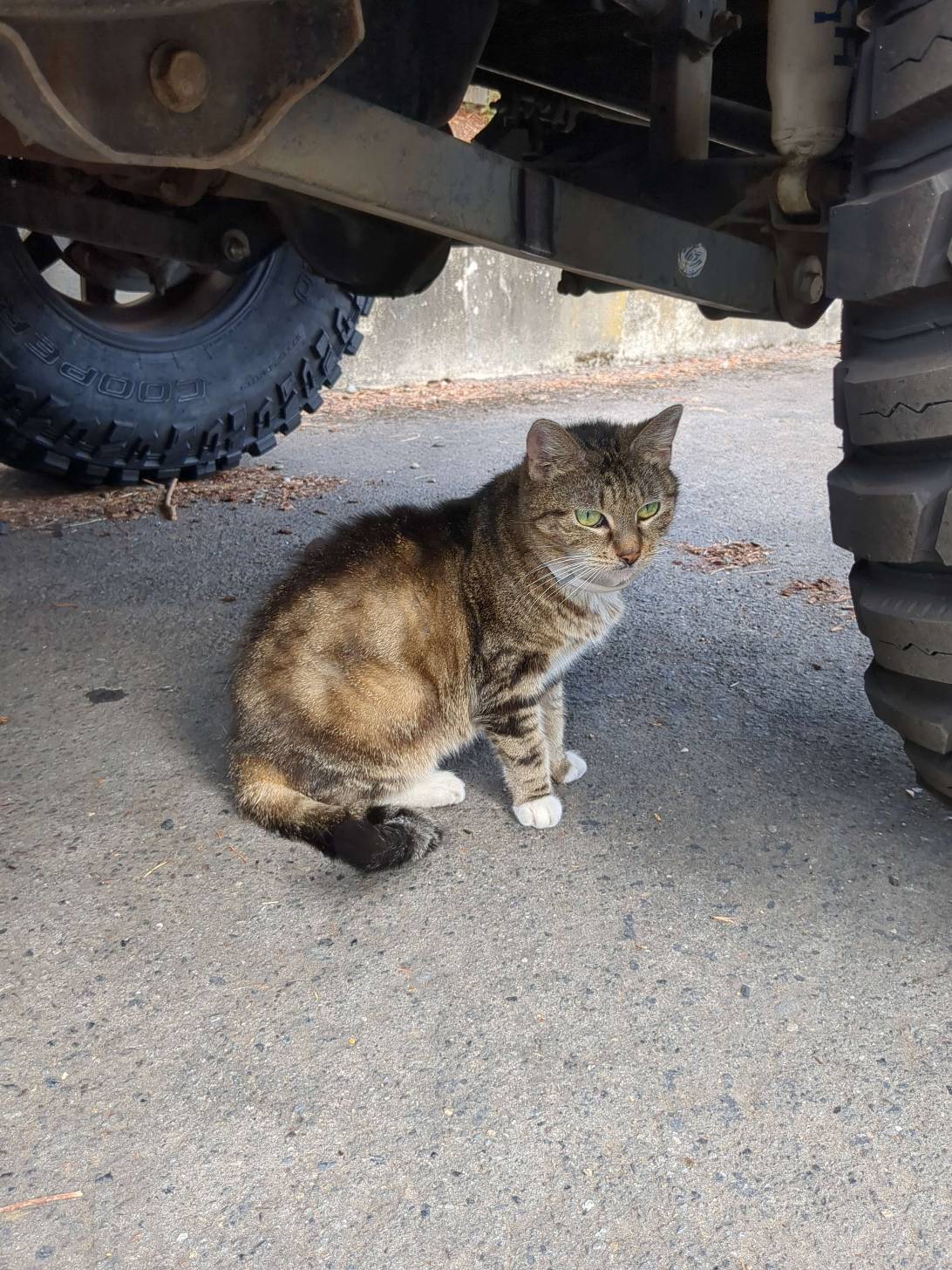 Mini-mittens(sparrow), a cat found on Chonk Finder