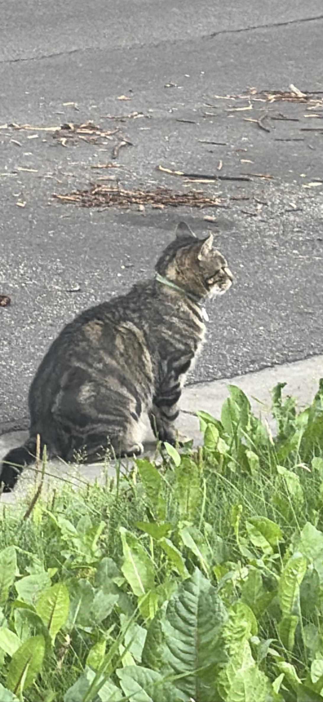 Tibby the Tabby, a cat found on Chonk Finder