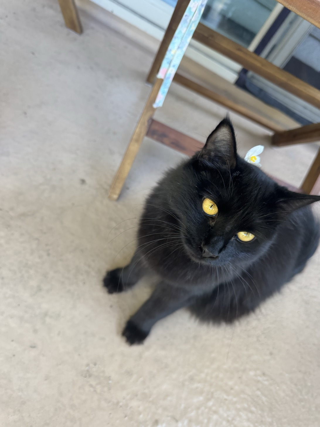 Evee, a cat found on Chonk Finder