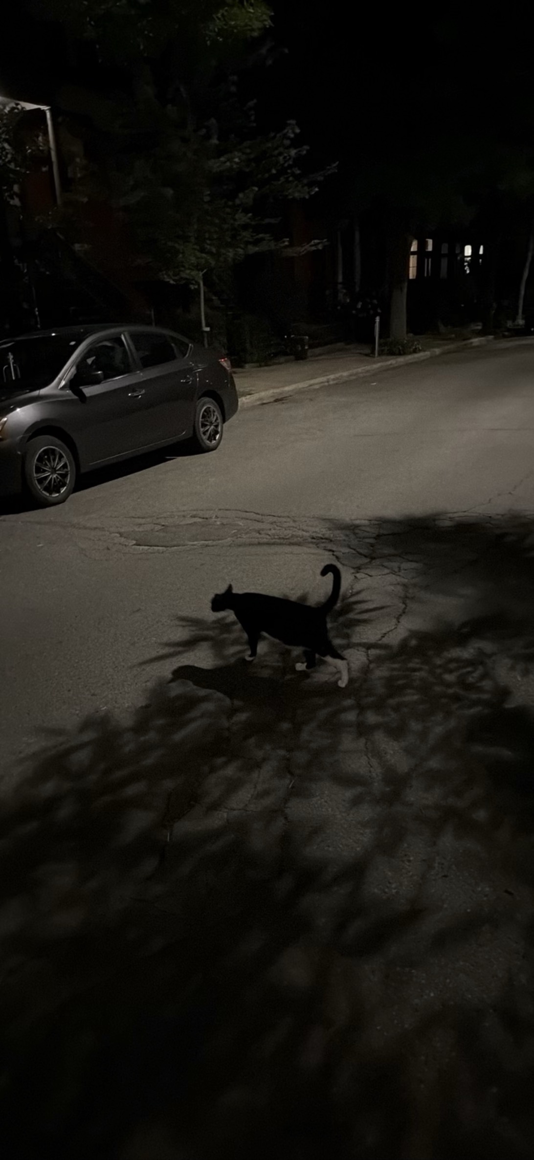 Curfew, a cat found on Chonk Finder
