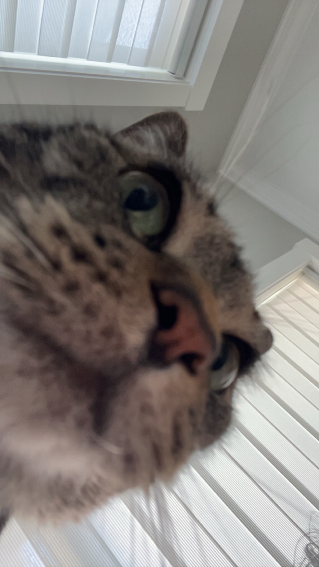 Mija, a cat found on Chonk Finder