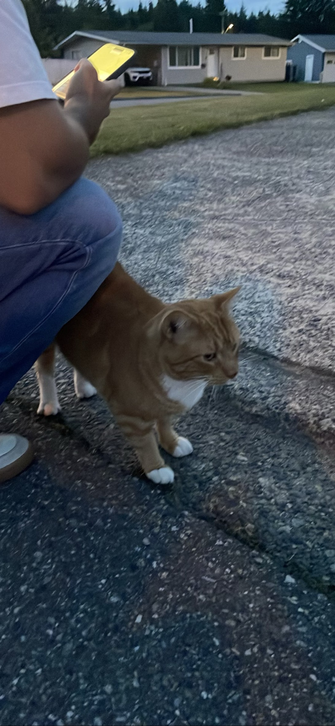Biscuit, a cat found on Chonk Finder