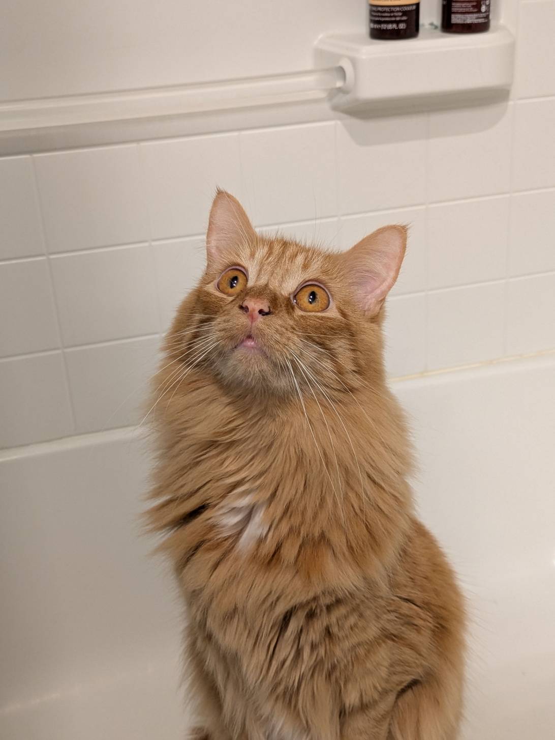 Bjorn, a cat found on Chonk Finder