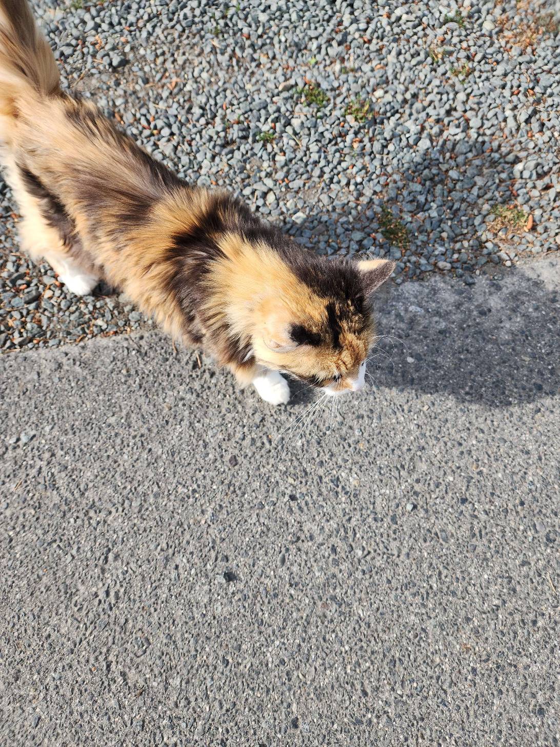 Marigold, a cat found on Chonk Finder