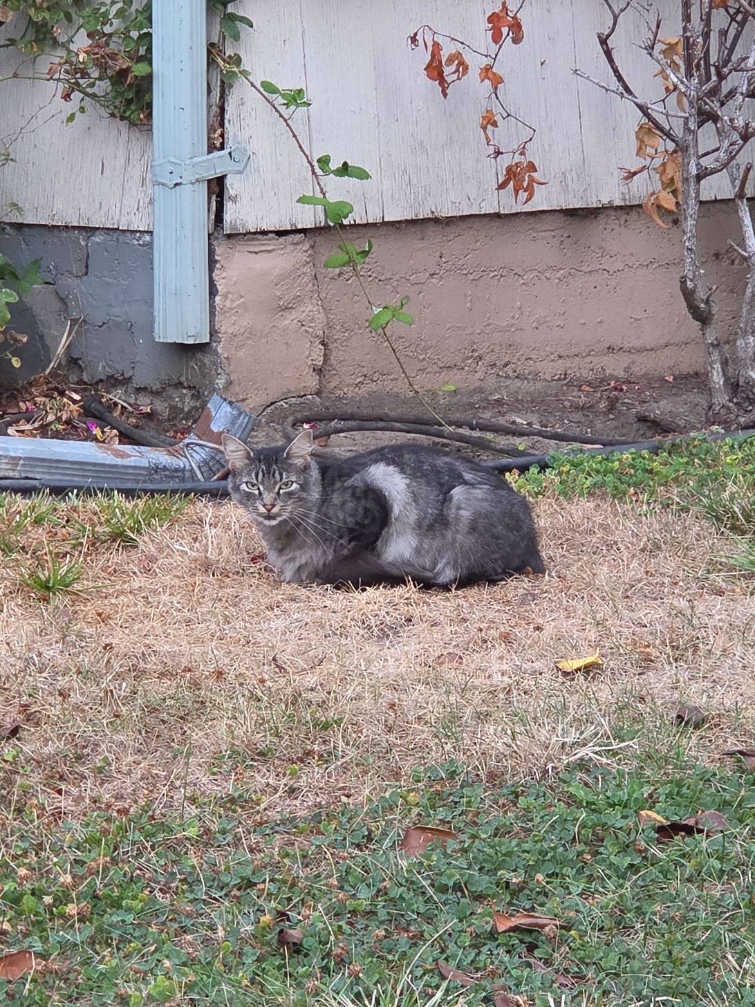 Ramona, a cat found on Chonk Finder