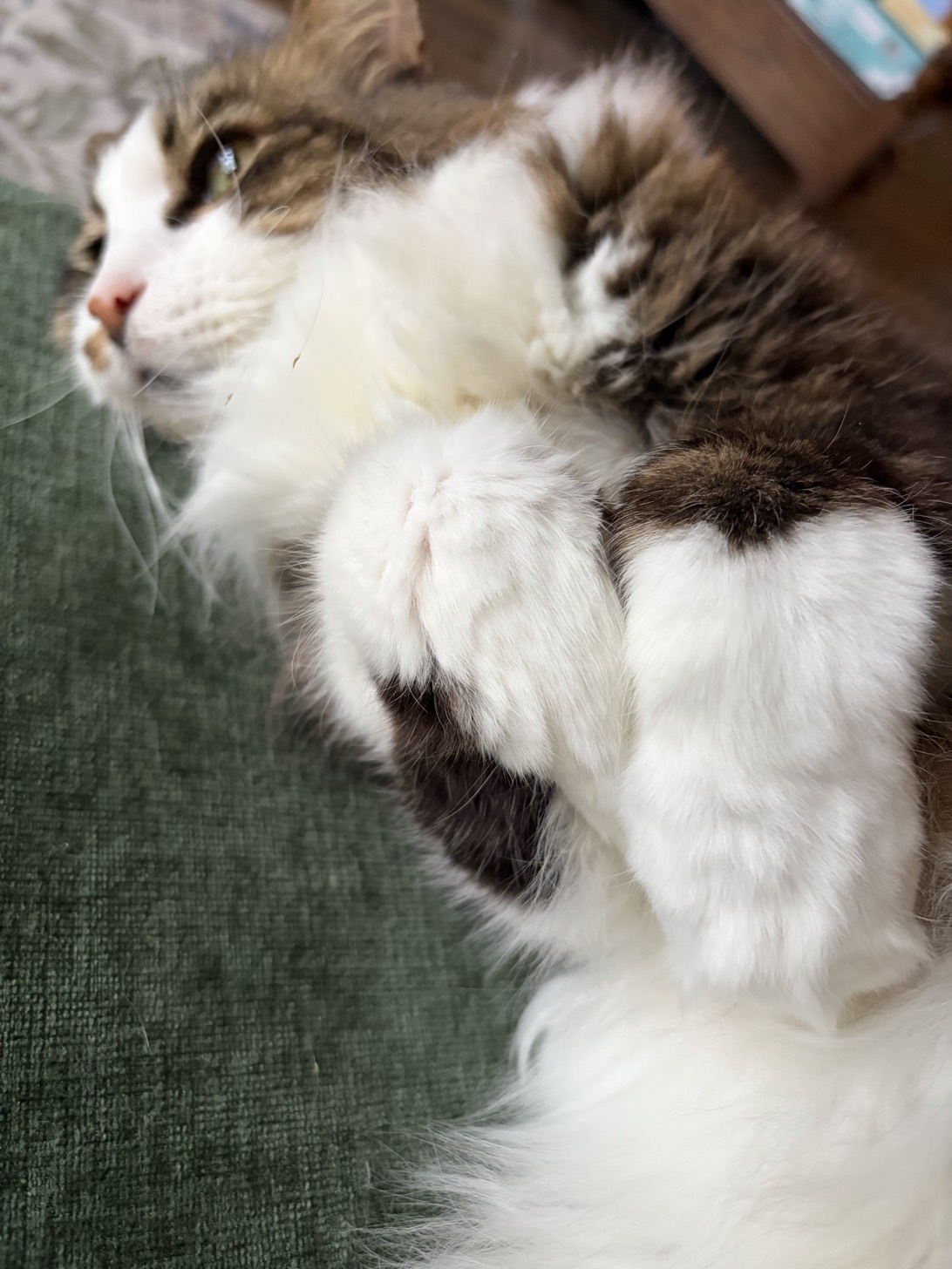 Joey, a cat found on Chonk Finder