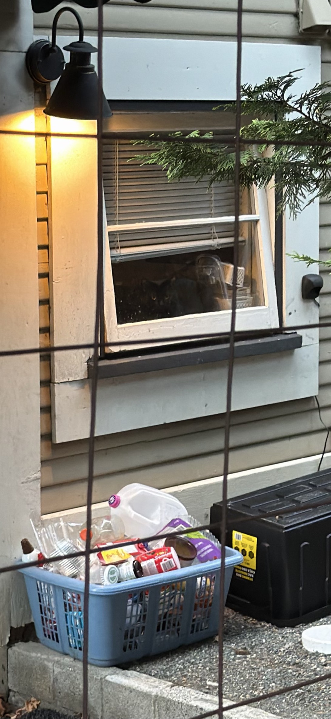Peeves, a cat found on Chonk Finder
