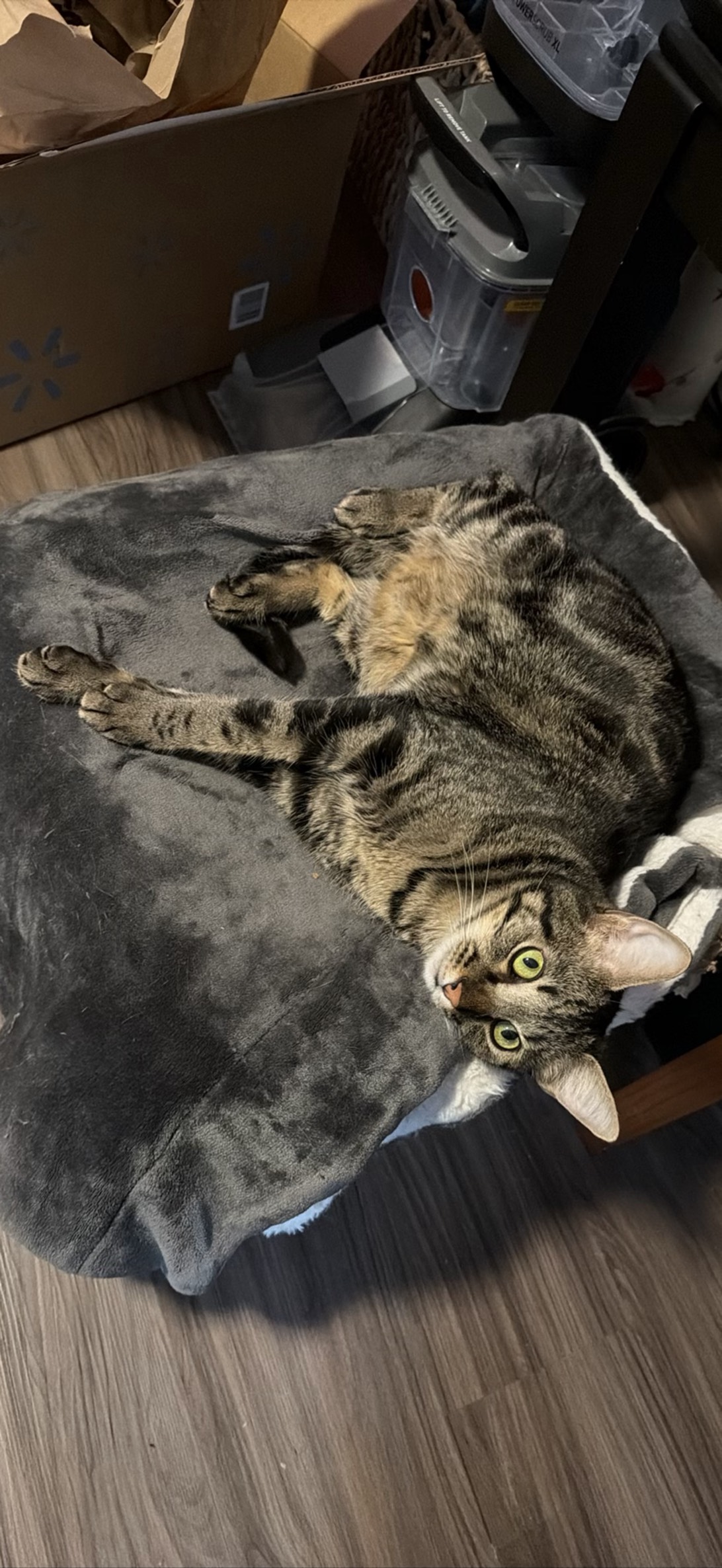 Box Rocc, a cat found on Chonk Finder