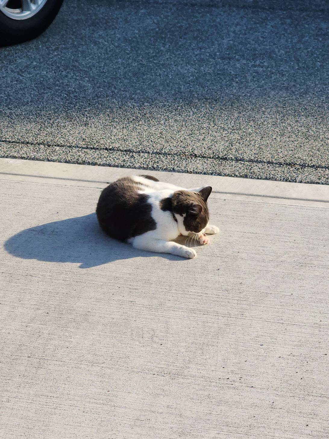 Cece, a cat found on Chonk Finder