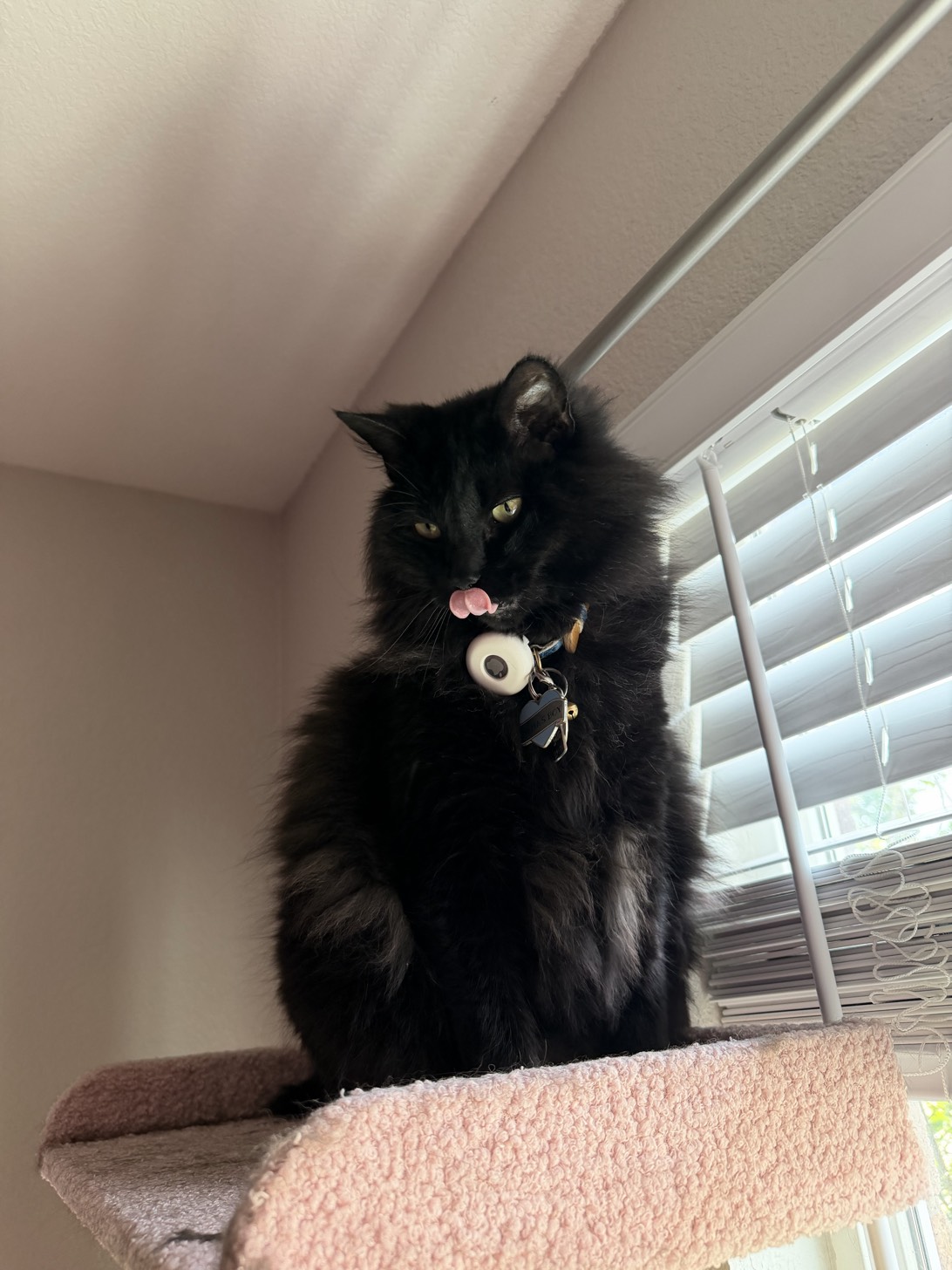 Bug, a cat found on Chonk Finder