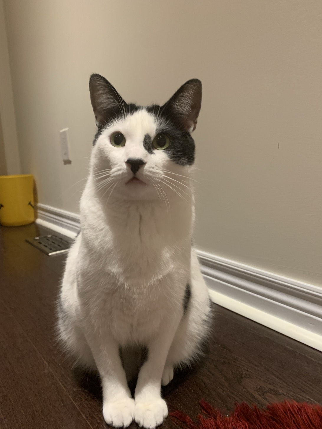 Rumi, a cat found on Chonk Finder