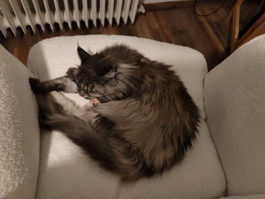 Mona, a cat found on Chonk Finder