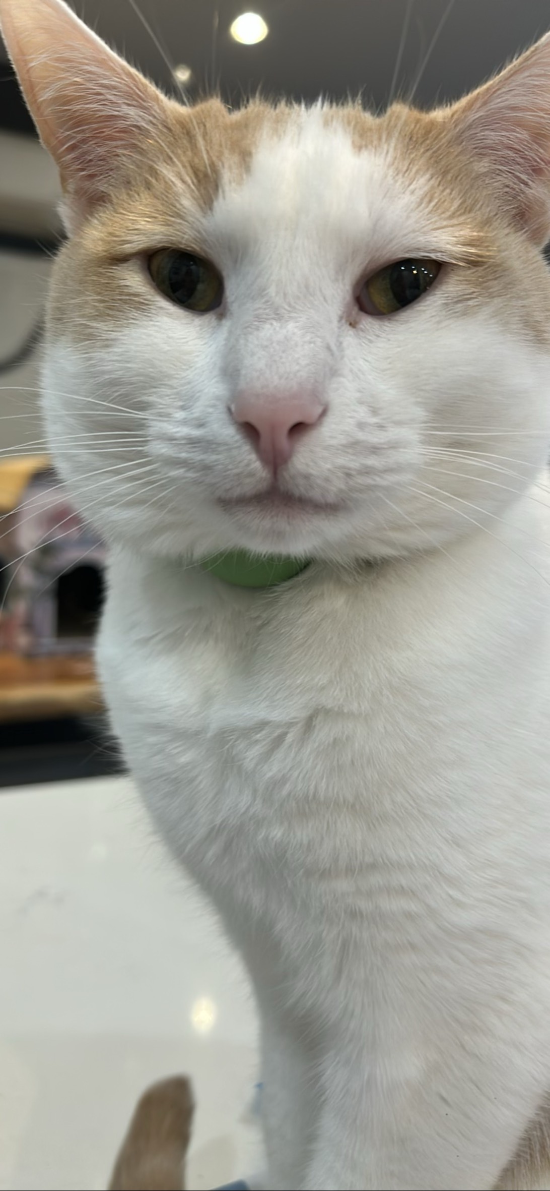 Henry, a cat found on Chonk Finder