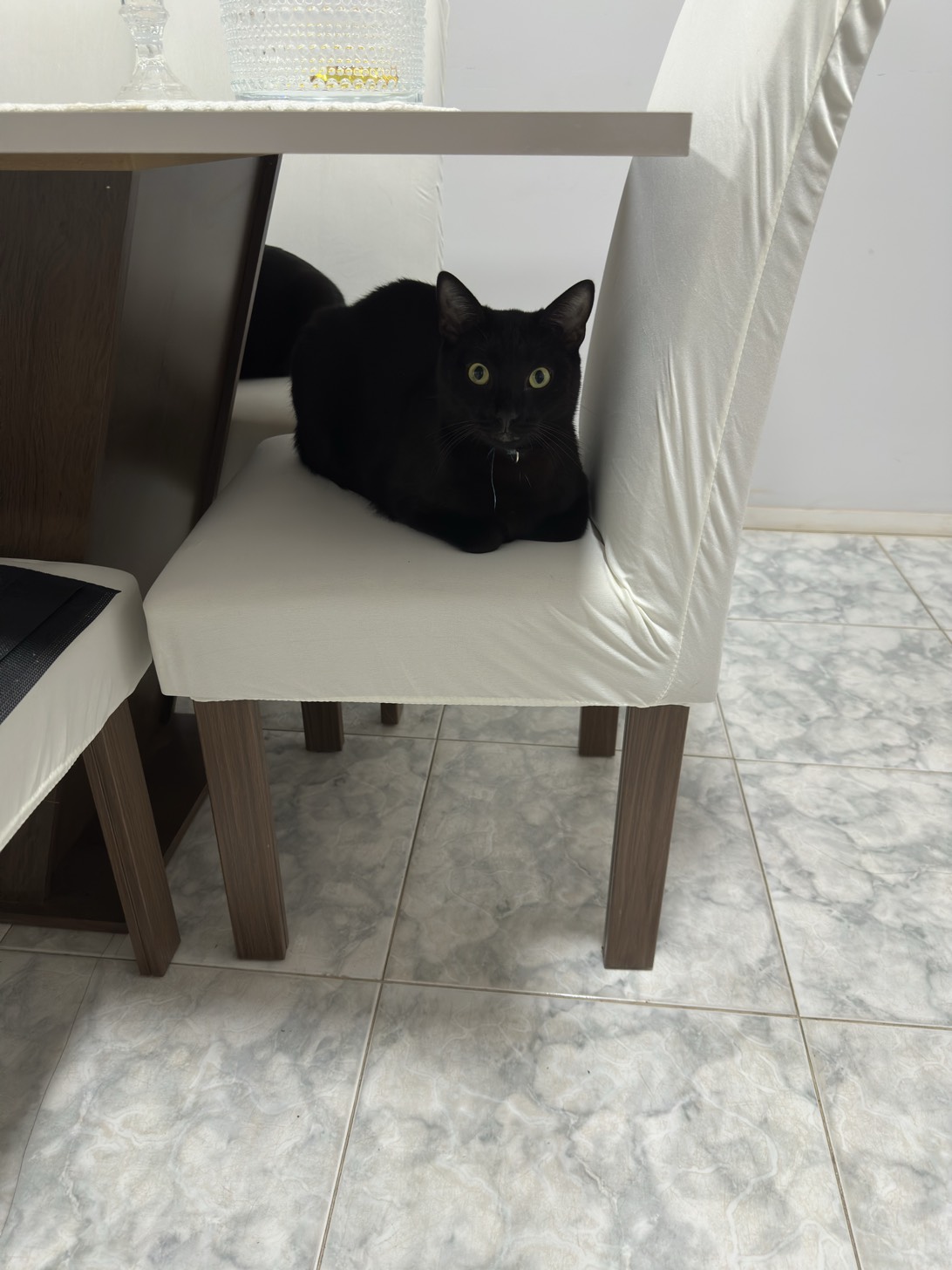 Onyx, a cat found on Chonk Finder