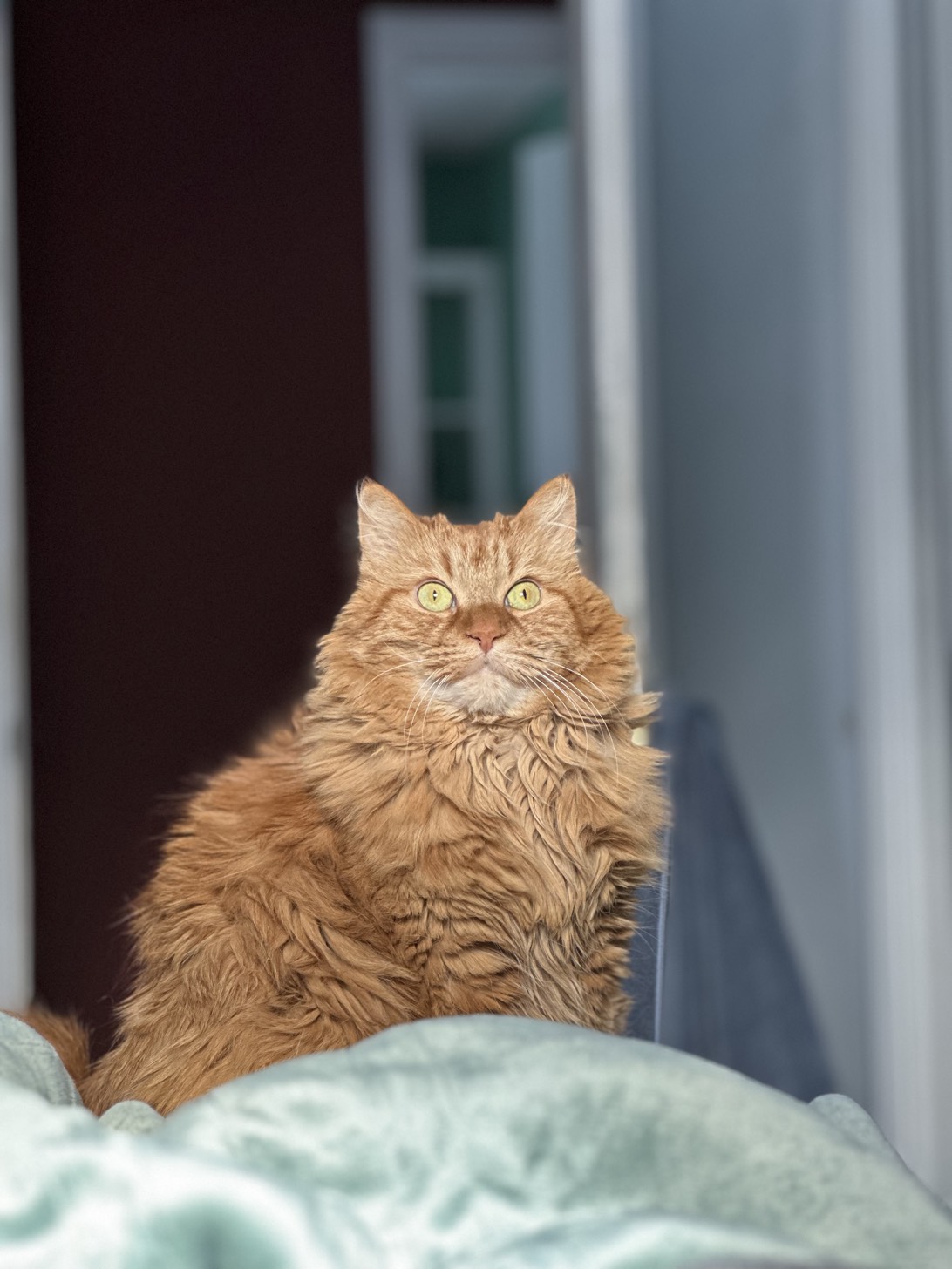 Fiona, a cat found on Chonk Finder