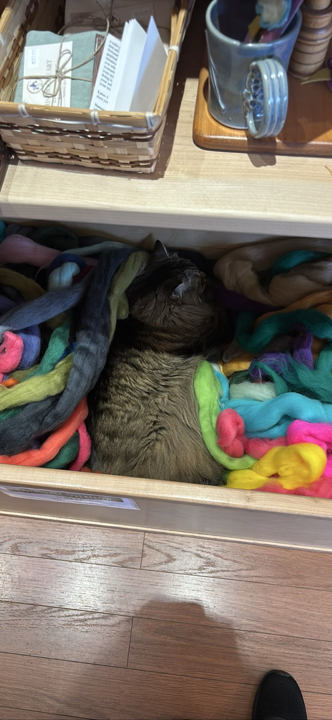Sokka, a cat found on Chonk Finder