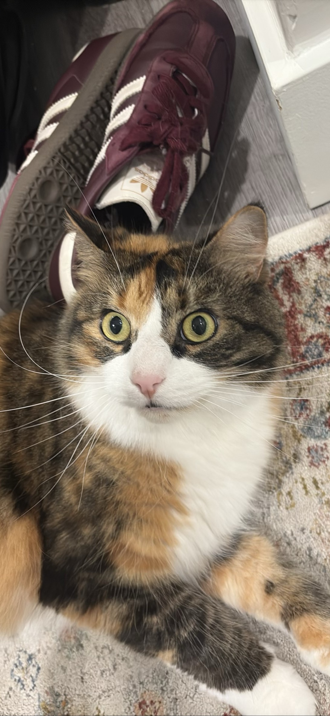 Phe, a cat found on Chonk Finder