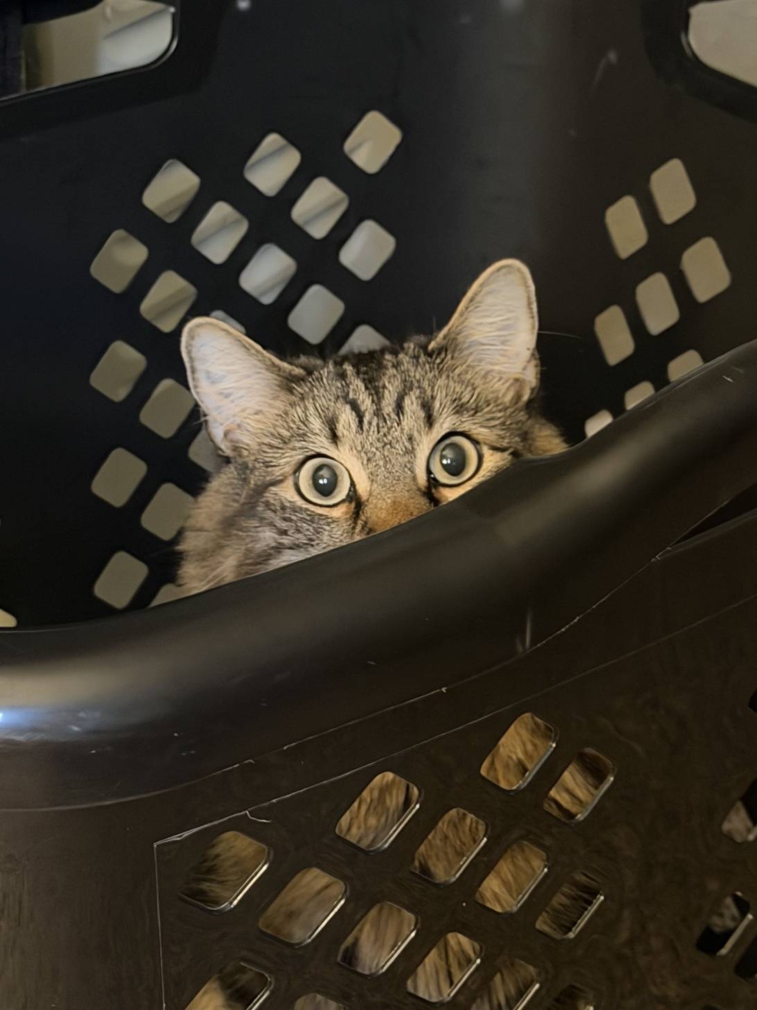 Nimble, a cat found on Chonk Finder