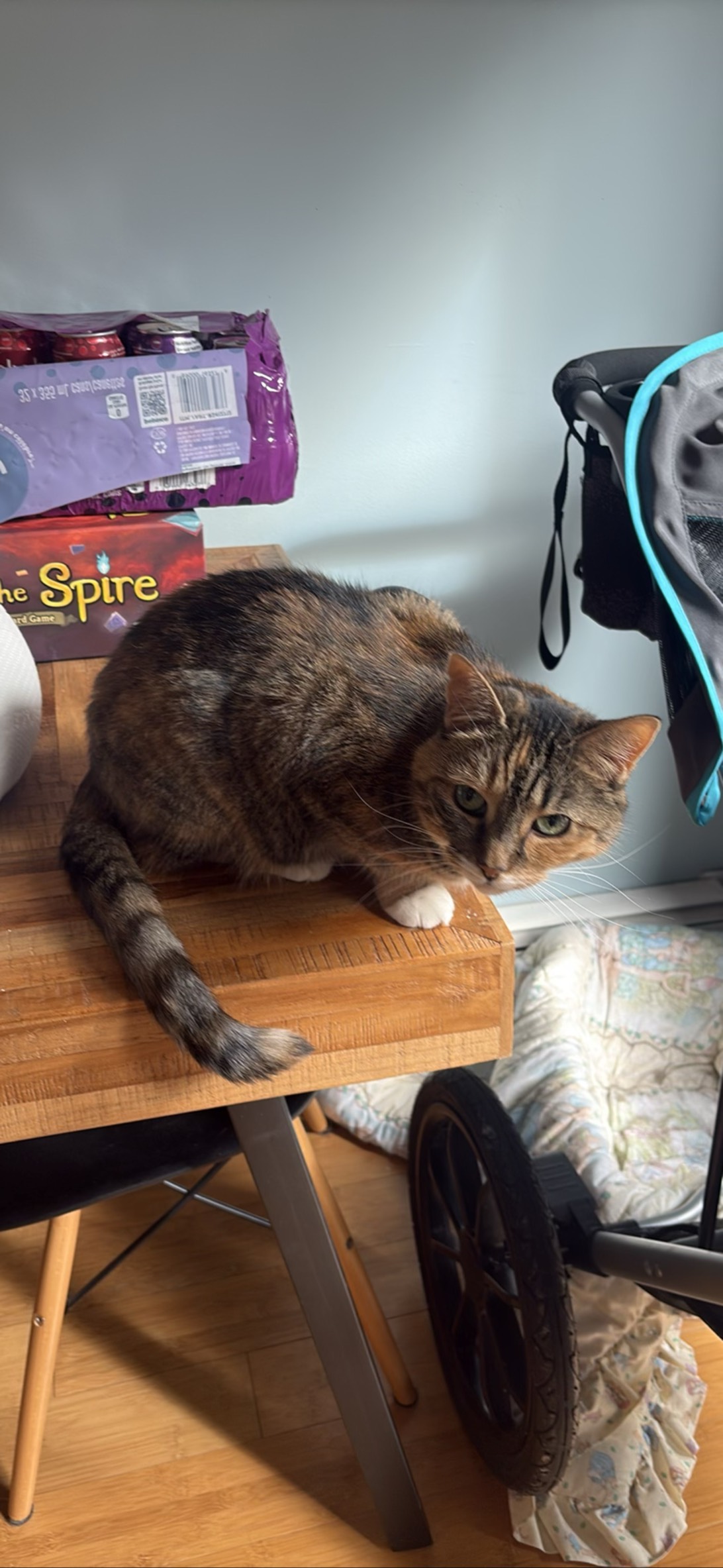 Willow, a cat found on Chonk Finder